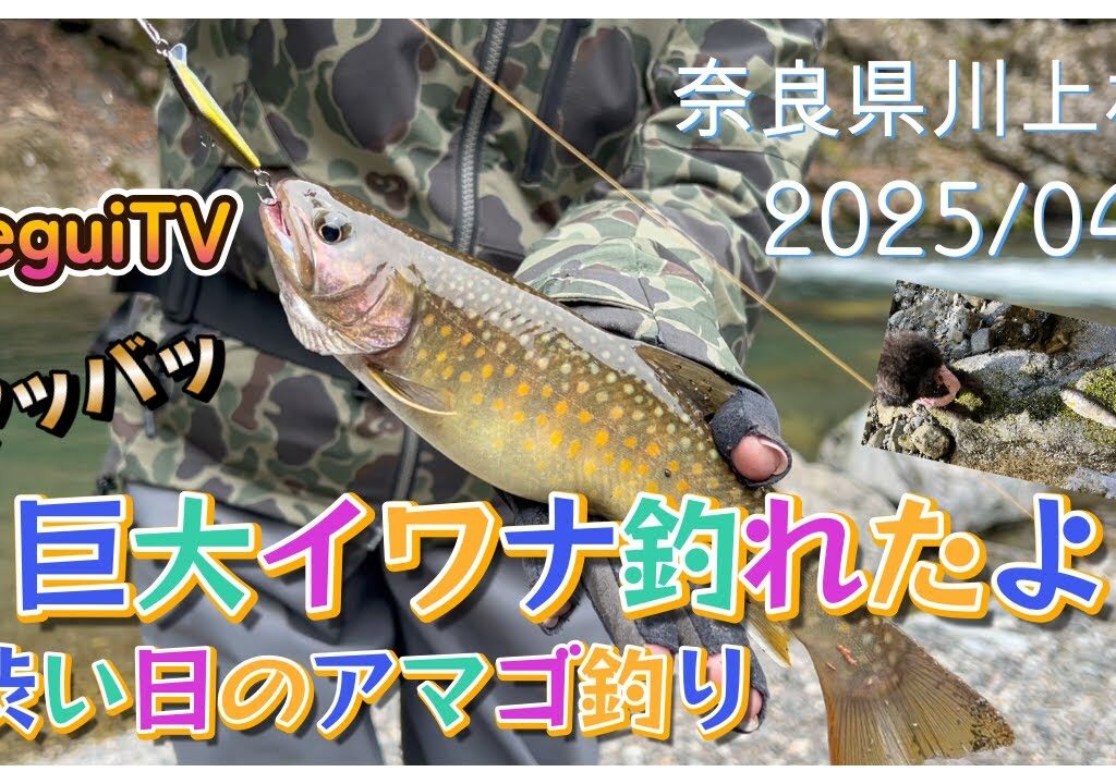 【渓流釣り】奈良県川上村で主みたいなでっかいイワナ釣れました。アマゴ釣ってたらニホンカモシカやってきたhttps://youtu.be/4fc-stxMaew入れ食いTV　ireguiTV