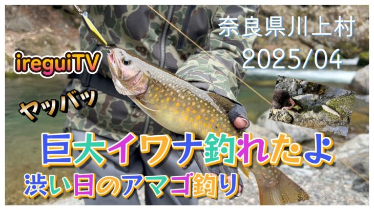 【渓流釣り】奈良県川上村で主みたいなでっかいイワナ釣れました。アマゴ釣ってたらニホンカモシカやってきたhttps://youtu.be/4fc-stxMaew入れ食いTV　ireguiTV
