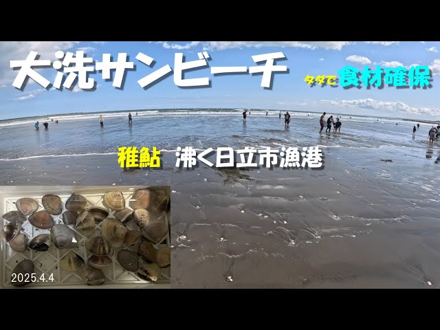 大洗海岸で潮干狩りと日立市の港状況調査