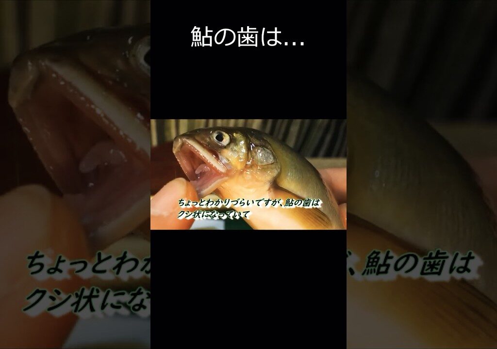【日本淡水魚】鮎（アユ）の歯は… #鮎＃川魚＃アクアリウム＃日本淡水魚