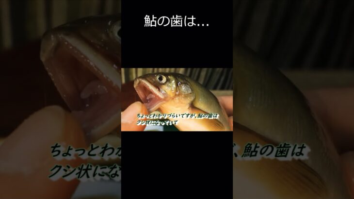 【日本淡水魚】鮎（アユ）の歯は… #鮎＃川魚＃アクアリウム＃日本淡水魚