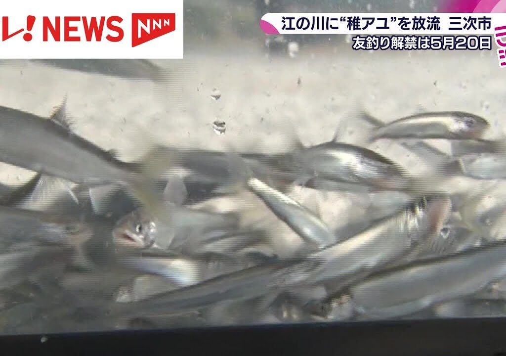 アユ釣りの解禁に向け 稚アユの放流 広島・三次