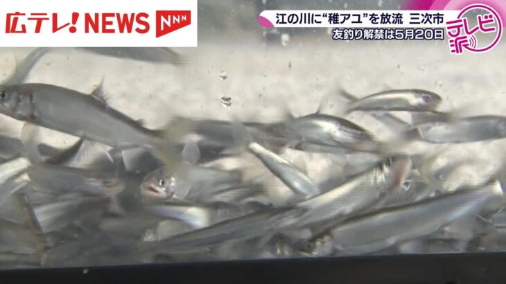 アユ釣りの解禁に向け 稚アユの放流 広島・三次