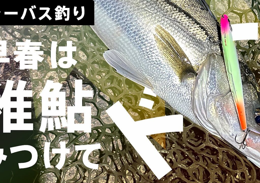 【シーバス釣り】早春の稚鮎シーバスさがし