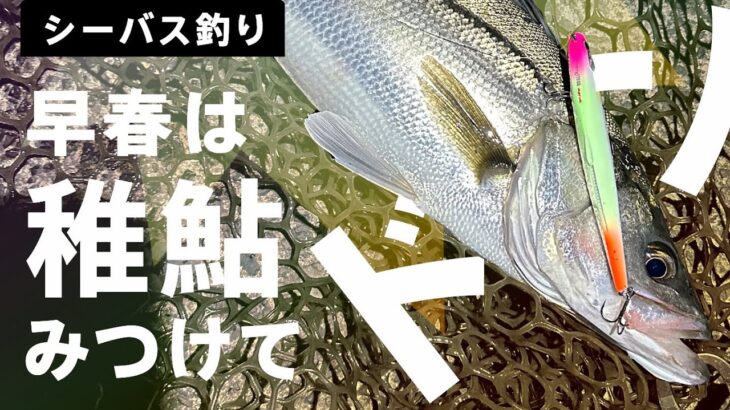 【シーバス釣り】早春の稚鮎シーバスさがし
