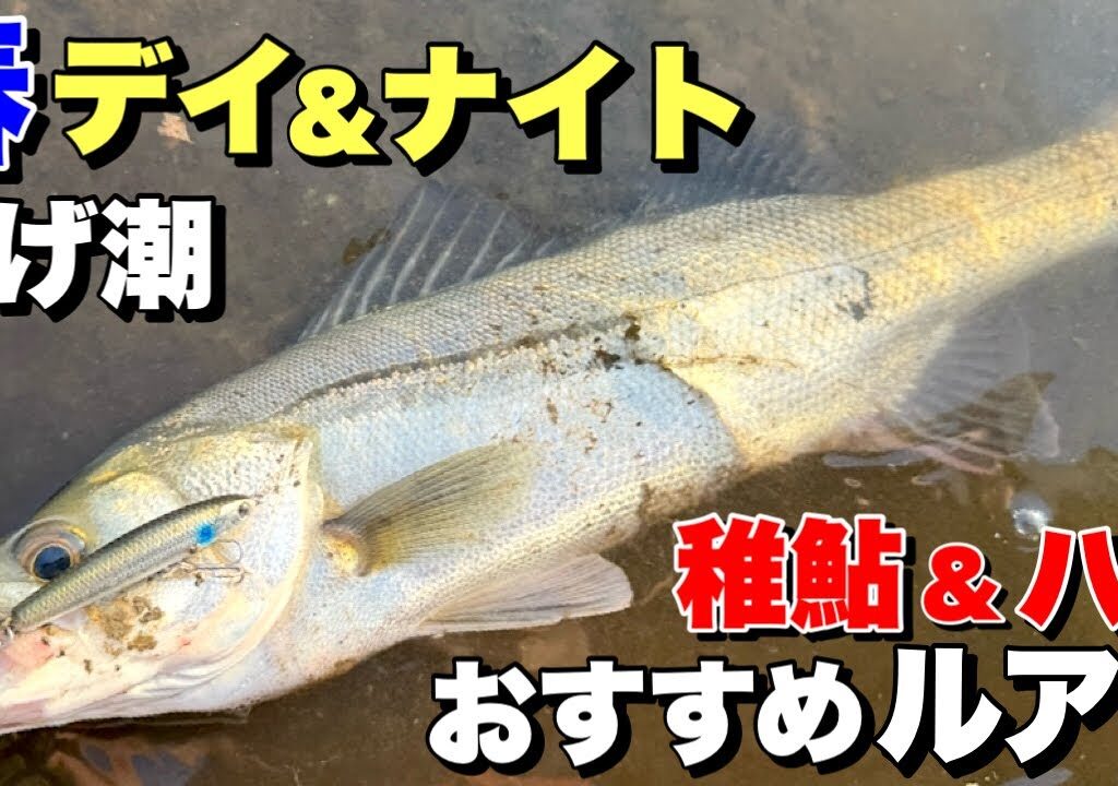 【デイ&ナイト】ハクと稚鮎パターンにおすすめシーバスルアーと使い方！