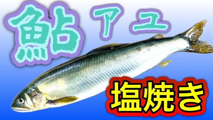 鮎 アユ　塩焼き