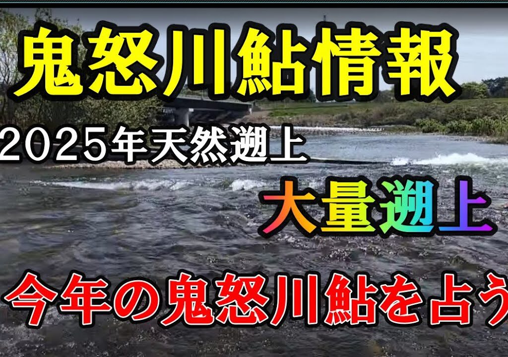鬼怒川鮎　大量遡上‼　２０２５年今年は天然遡上鮎、期待できるぞ！