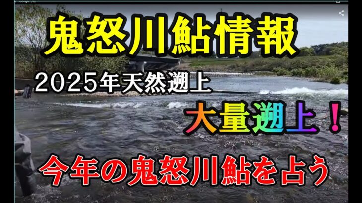鬼怒川鮎　大量遡上‼　２０２５年今年は天然遡上鮎、期待できるぞ！