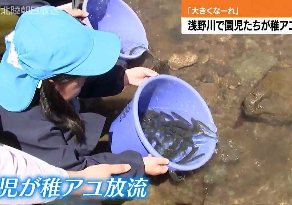 浅野川で子どもたちが稚アユ放流