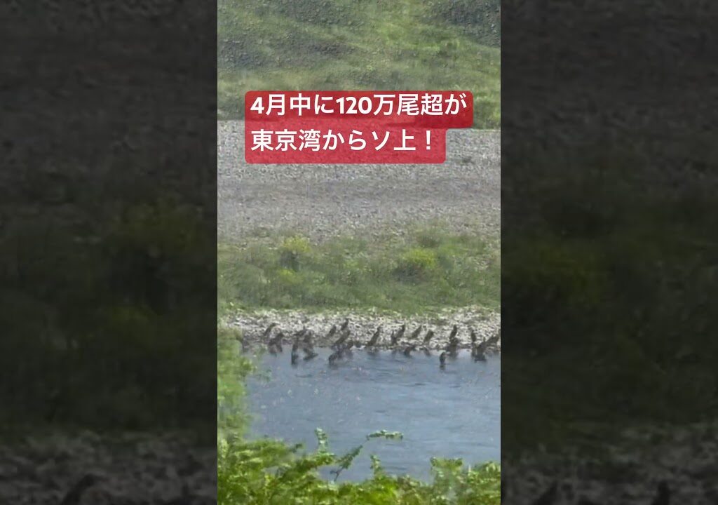 多摩川の天然鮎に襲いかかるカワウの大群。淵や荒瀬など魚の逃げ場がない都市河川の悲劇。　#多摩川 #天然鮎　#鮎釣り #カワウ