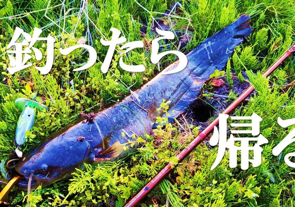 【デイナマ】宮城県ナマズ釣り。田植え前の激浅水路にて。