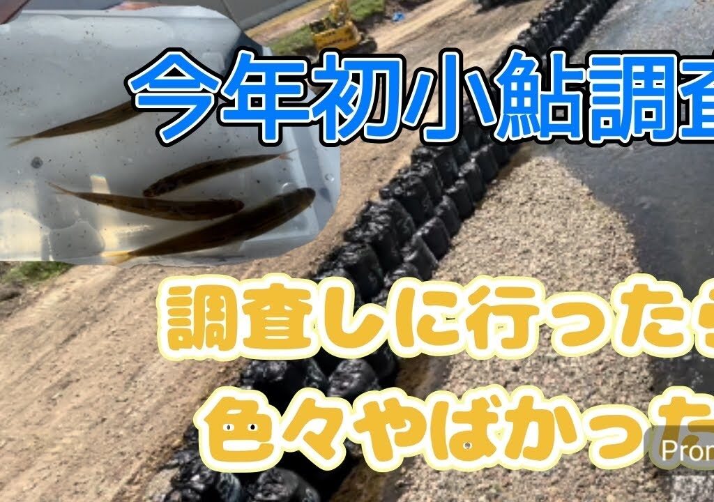 ゴールデンウィーク前今年初小鮎釣りを調査しに行ってみたらやばかった#あゆ #鮎釣り #釣り #滋賀県
