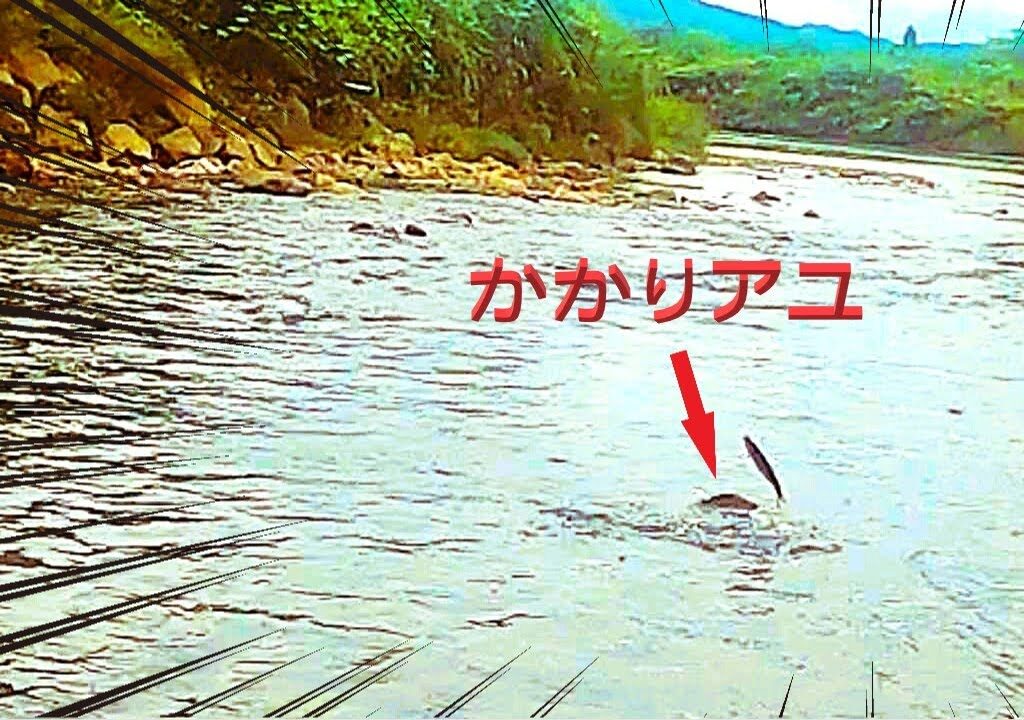 こんな水路でアユが掛るわけないじゃない