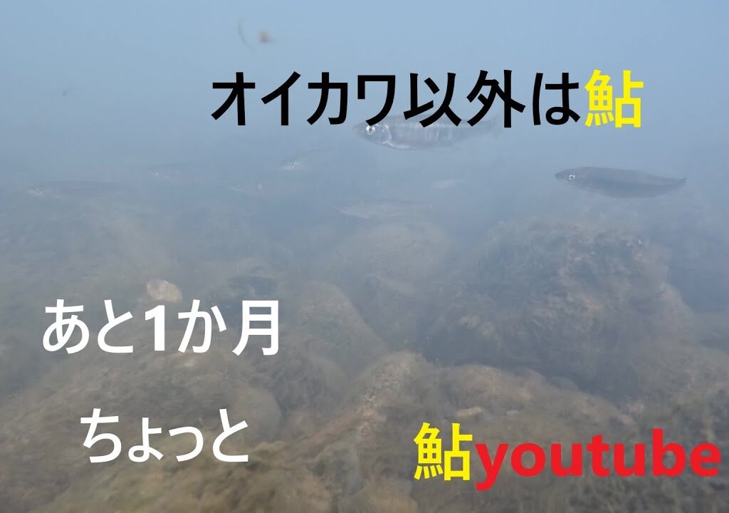 鮎youtube あと約1か月で鮎解禁