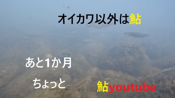 鮎youtube あと約1か月で鮎解禁