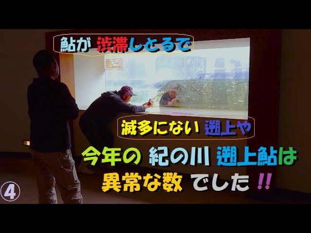 0772 和歌山  紀の川 鮎の遡上を見に行く その④