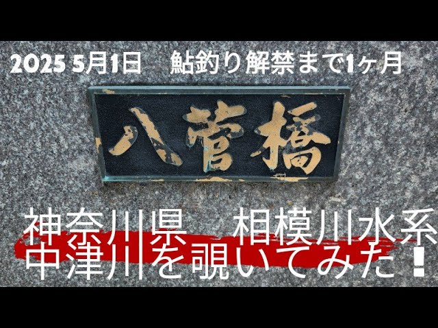 神奈川県鮎釣り解禁まで1ヶ月！中津川を覗いてみた！
