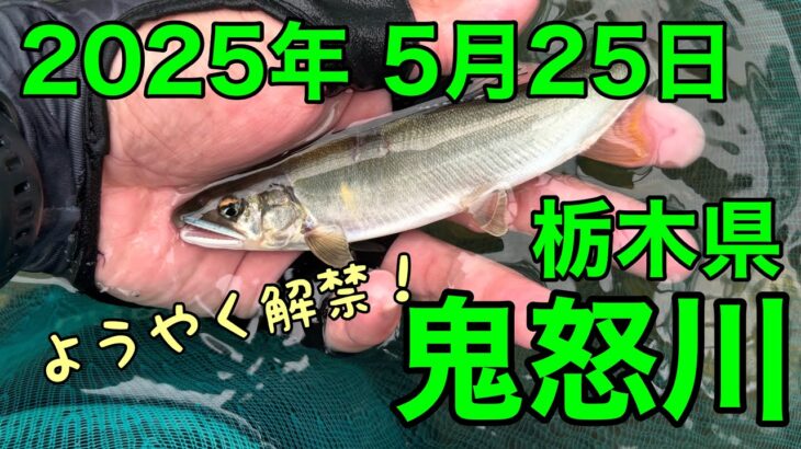 [アユ釣り 11] 栃木県鬼怒川  解禁日（2025年5月25日）