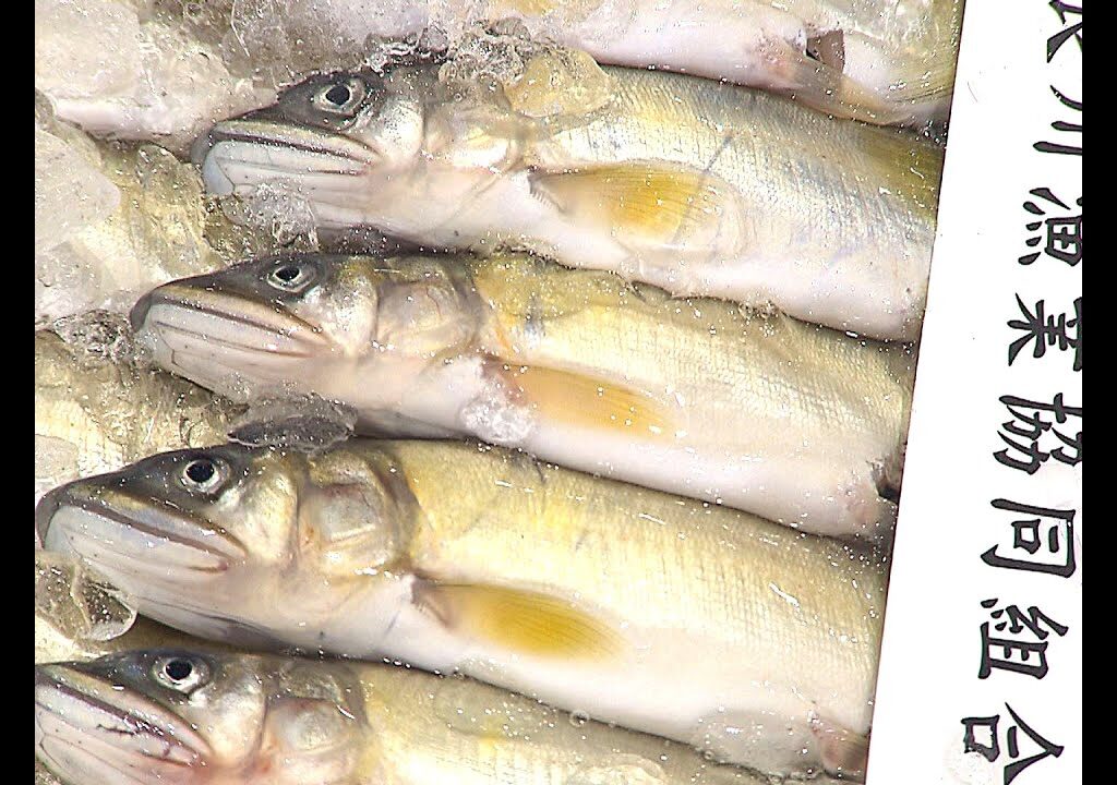 岐阜市中央卸売市場で天然鮎初競り　最高値1キロ4万円