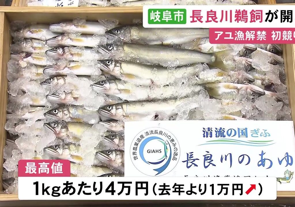 長良川鵜飼も開幕…鮎漁が解禁され岐阜市の卸売市場で初競り 最高値は1kgあたり4万円と前年を1万円上回る