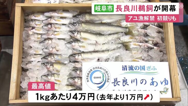 長良川鵜飼も開幕…鮎漁が解禁され岐阜市の卸売市場で初競り 最高値は1kgあたり4万円と前年を1万円上回る