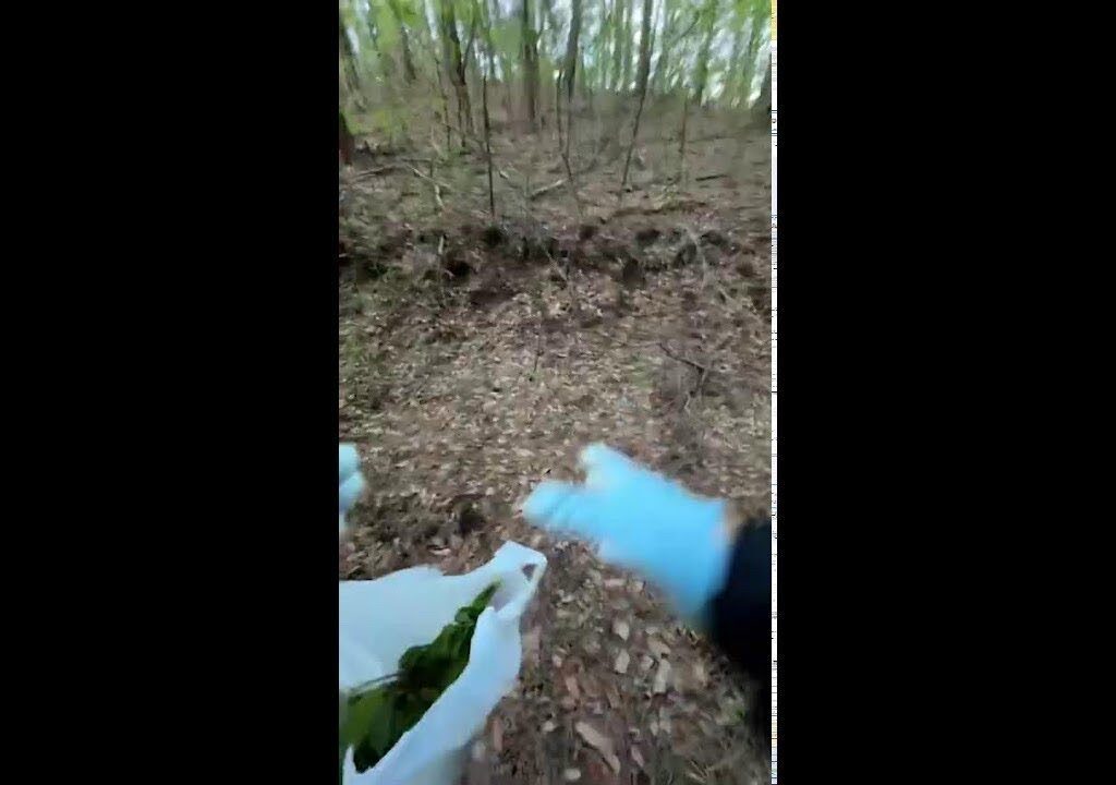 秩父荒川で鮎の友釣り配信2