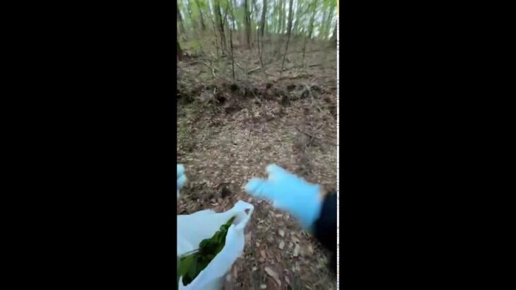 秩父荒川で鮎の友釣り配信2