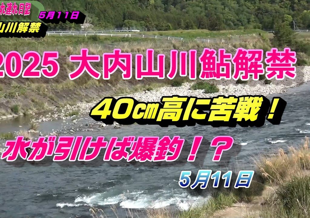 2025 05 11大内山川鮎解禁40㎝高 引き水で爆釣！？