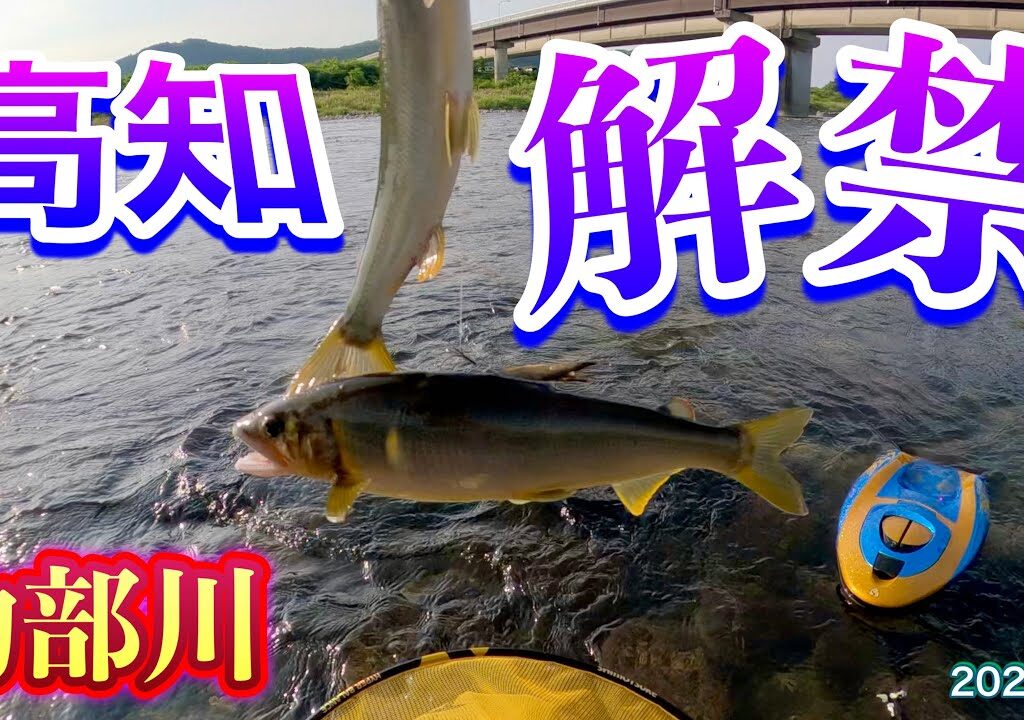 2025 鮎 1　高知 解禁　物部川