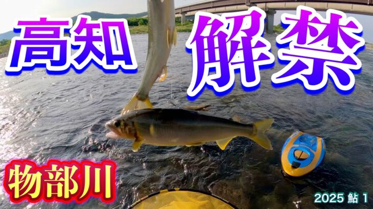 2025 鮎 1　高知 解禁　物部川