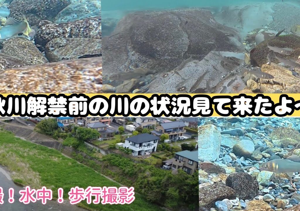 2025年秋川解禁前の鮎チェックして来たよ〜￼