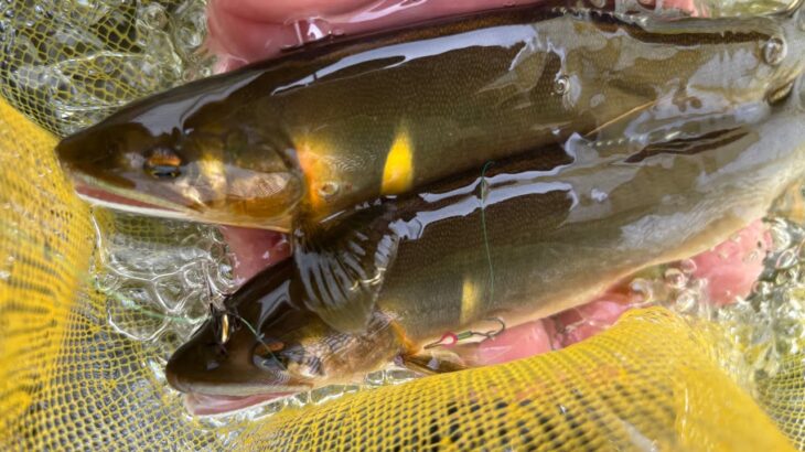 【鮎釣り】2025年鮎釣り解禁！大人が夢中になる夏が始まりました　高知県物部川