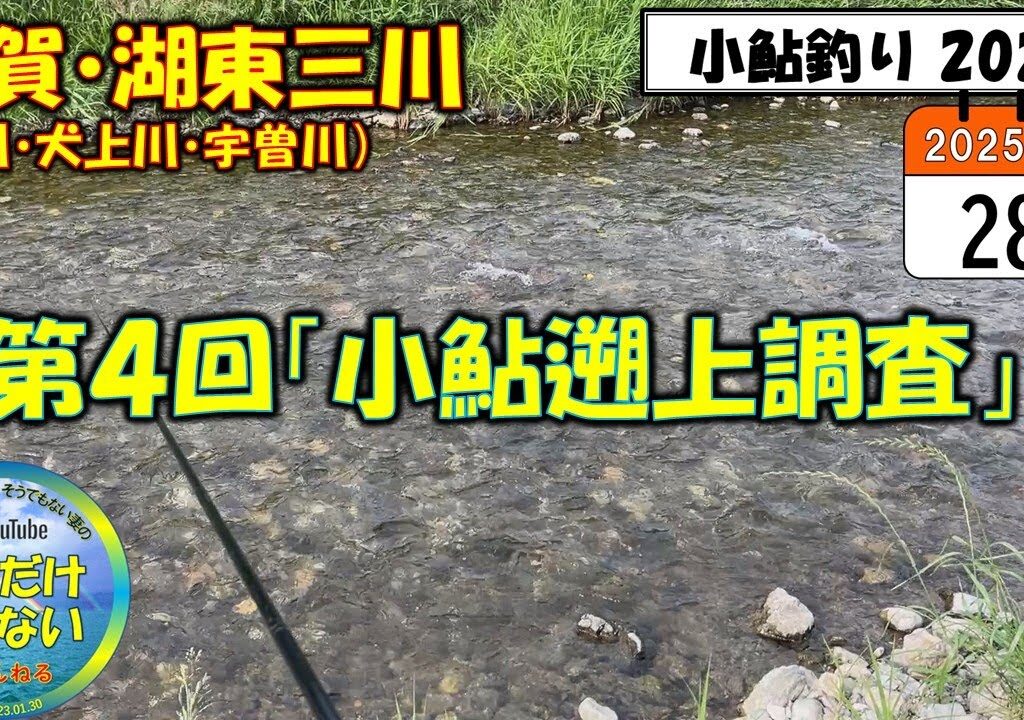 【小鮎釣り2025】第４回「小鮎遡上調査」、滋賀・湖東三川（芹川・犬上川・宇曽川）