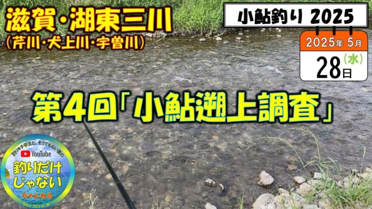 【小鮎釣り2025】第４回「小鮎遡上調査」、滋賀・湖東三川（芹川・犬上川・宇曽川）