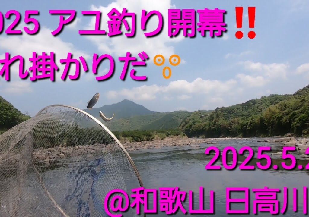 2025 アユ釣り解禁🎵　入れ掛かりスタート💕　@日高川（2025.5.20.）