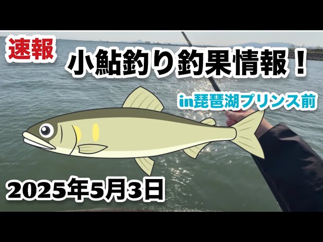 【小鮎釣り】2025年プリンスホテル前小鮎釣り釣果情報‼️