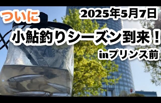 【小鮎釣り】2025年プリンスホテル前小鮎釣りついにシーズン開幕‼️