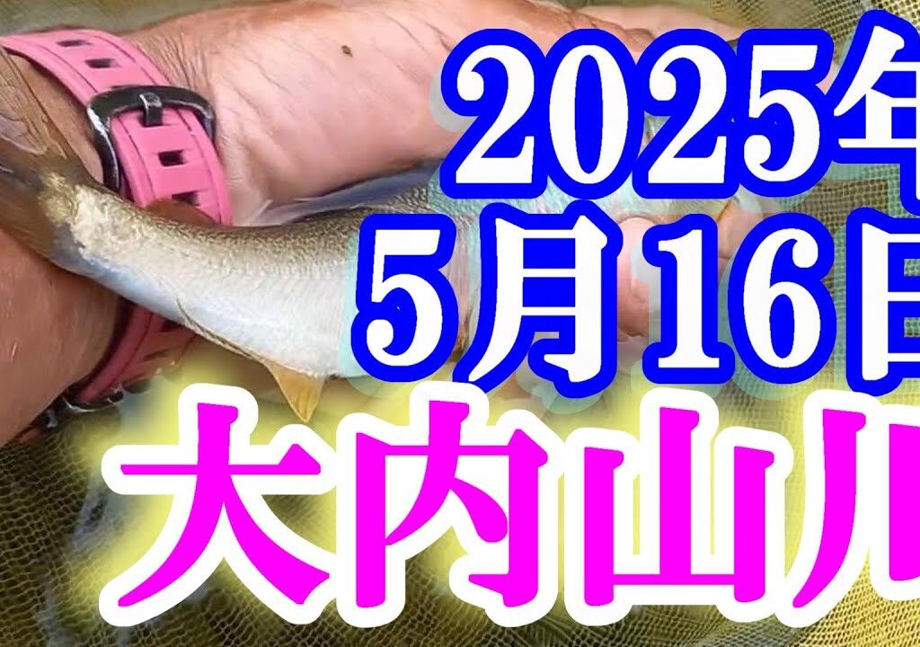 鮎釣り 平水垢腐れ 伊良野橋上 田垣外 大内山川 2025年 背掛かりDNAを釣る