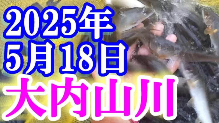 鮎釣り 平水垢腐れ 平瀬橋上 ひこ瀬 大内山川 2025年 背掛かりDNAを釣る