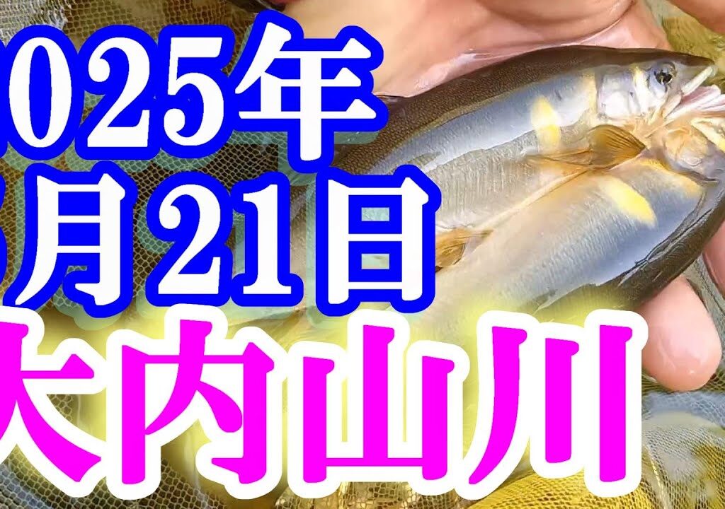 鮎釣り 渇水垢腐れ 石ぶり 名もなき橋上 大内山川 2025年 背掛かりDNAを釣る