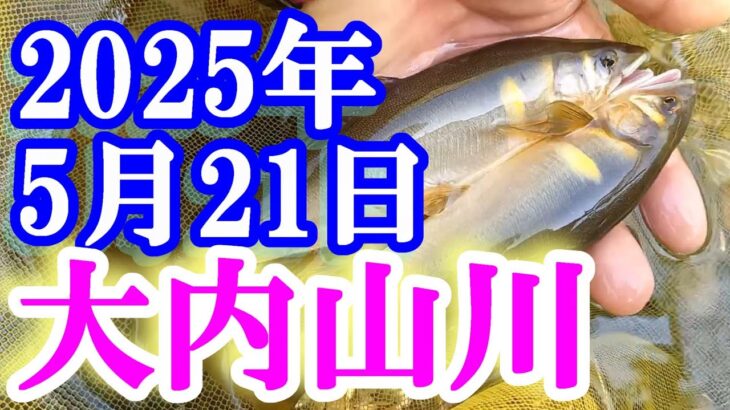鮎釣り 渇水垢腐れ 石ぶり 名もなき橋上 大内山川 2025年 背掛かりDNAを釣る