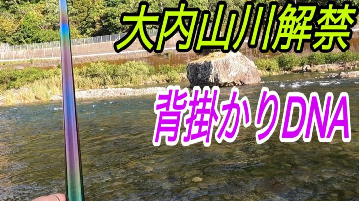 2025大内山川解禁 背掛かりDNA