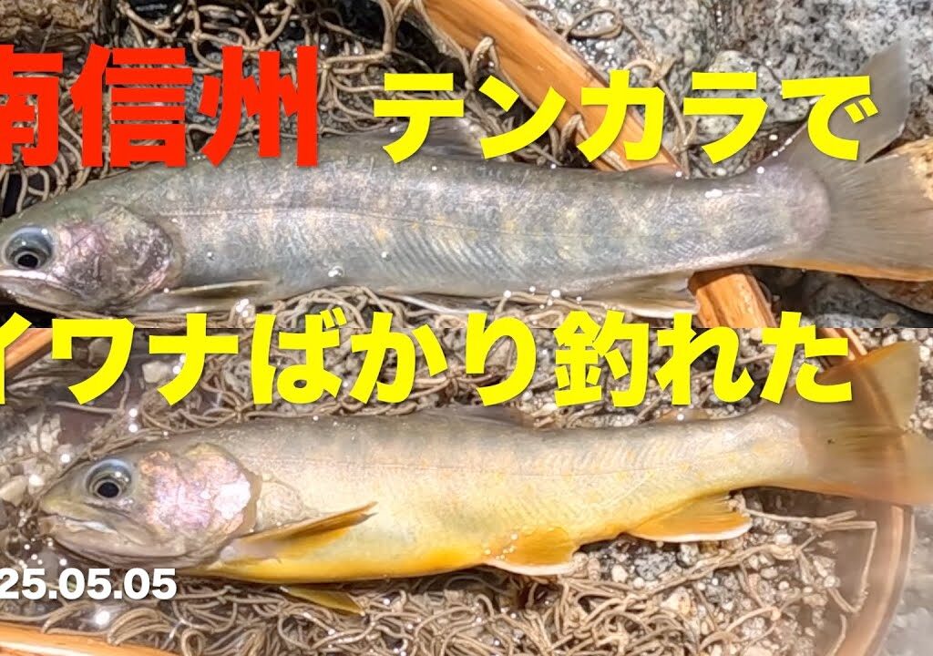 【渓流釣り】テンカラ 南信州に行ったらイワナばかり釣れた 2025.05.05