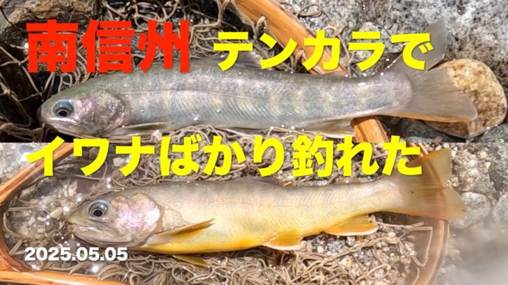 【渓流釣り】テンカラ 南信州に行ったらイワナばかり釣れた 2025.05.05