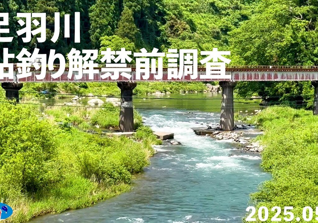 【鮎釣り】足羽川解禁前調査【2025.05.19】