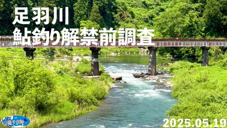 【鮎釣り】足羽川解禁前調査【2025.05.19】