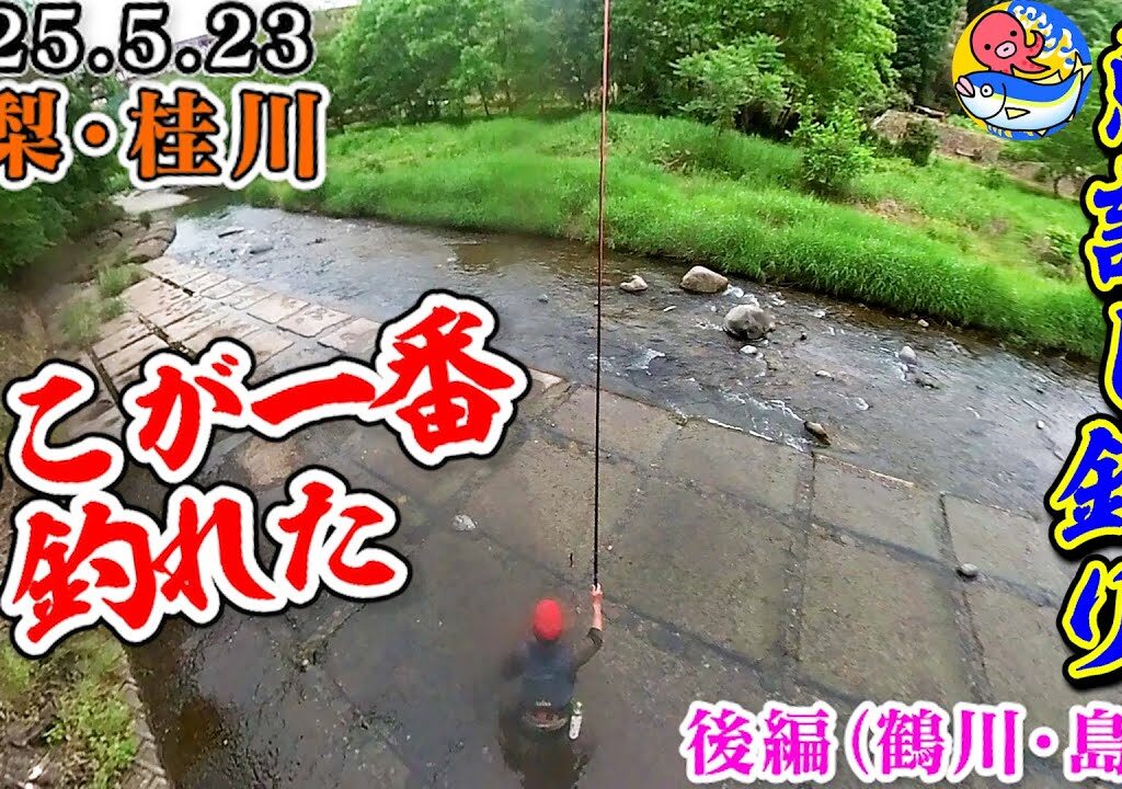 2025.5.23桂川鮎試し釣り後編【ここが一番釣れた!!】桂川漁協