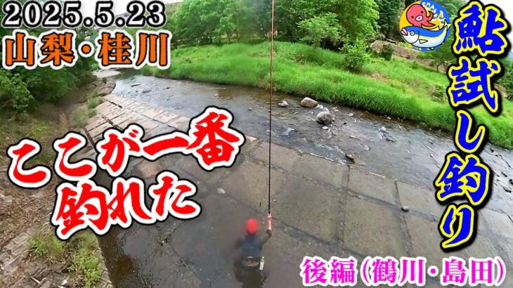 2025.5.23桂川鮎試し釣り後編【ここが一番釣れた!!】桂川漁協