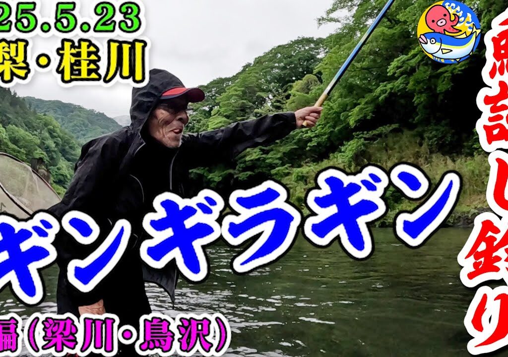 2025.5.23桂川鮎試し釣り【今年はデカいぞ!!】桂川漁協上野原支部